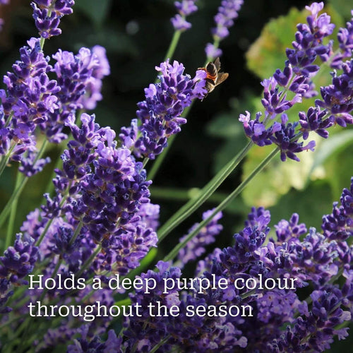 Lavender 'Hidcote Improved' Perennial Bedding