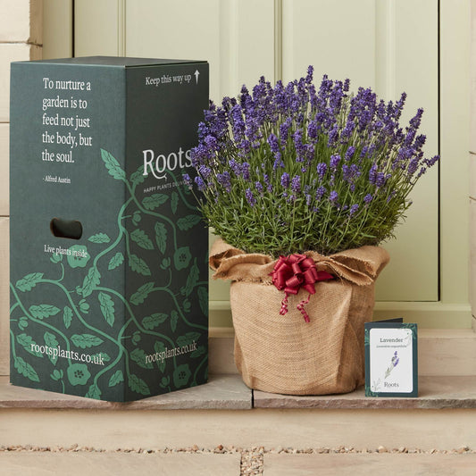 The Lavender Gift Perennial Bedding