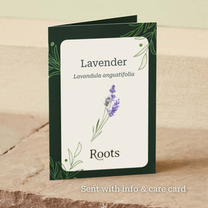 The Lavender Gift Perennial Bedding