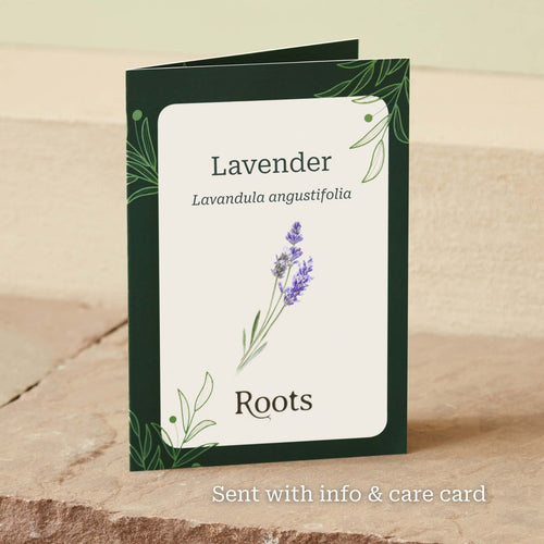 The Lavender Gift Perennial Bedding