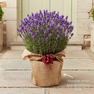 English Lavender 'Hidcote' | Lavandula angustifolia Perennial Bedding