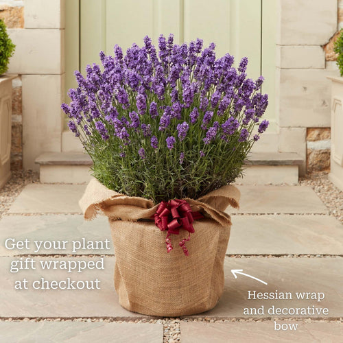 English Lavender 'Hidcote' | Lavandula angustifolia Perennial Bedding