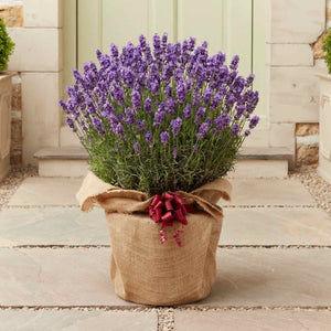 The Lavender Gift Perennial Bedding