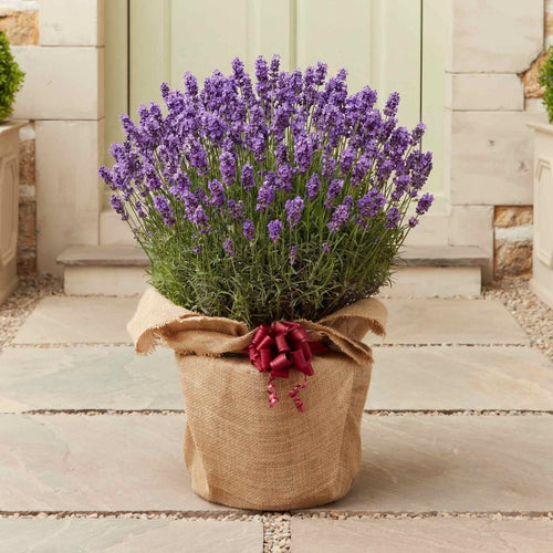 The Lavender Gift Perennial Bedding