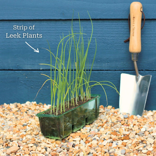 'Jolant' Leek Plants Vegetables