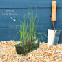 'Jolant' Leek Plants Vegetables