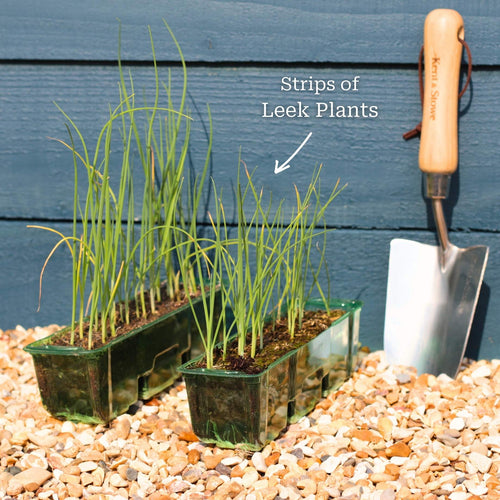 'Jolant' Leek Plants Vegetables