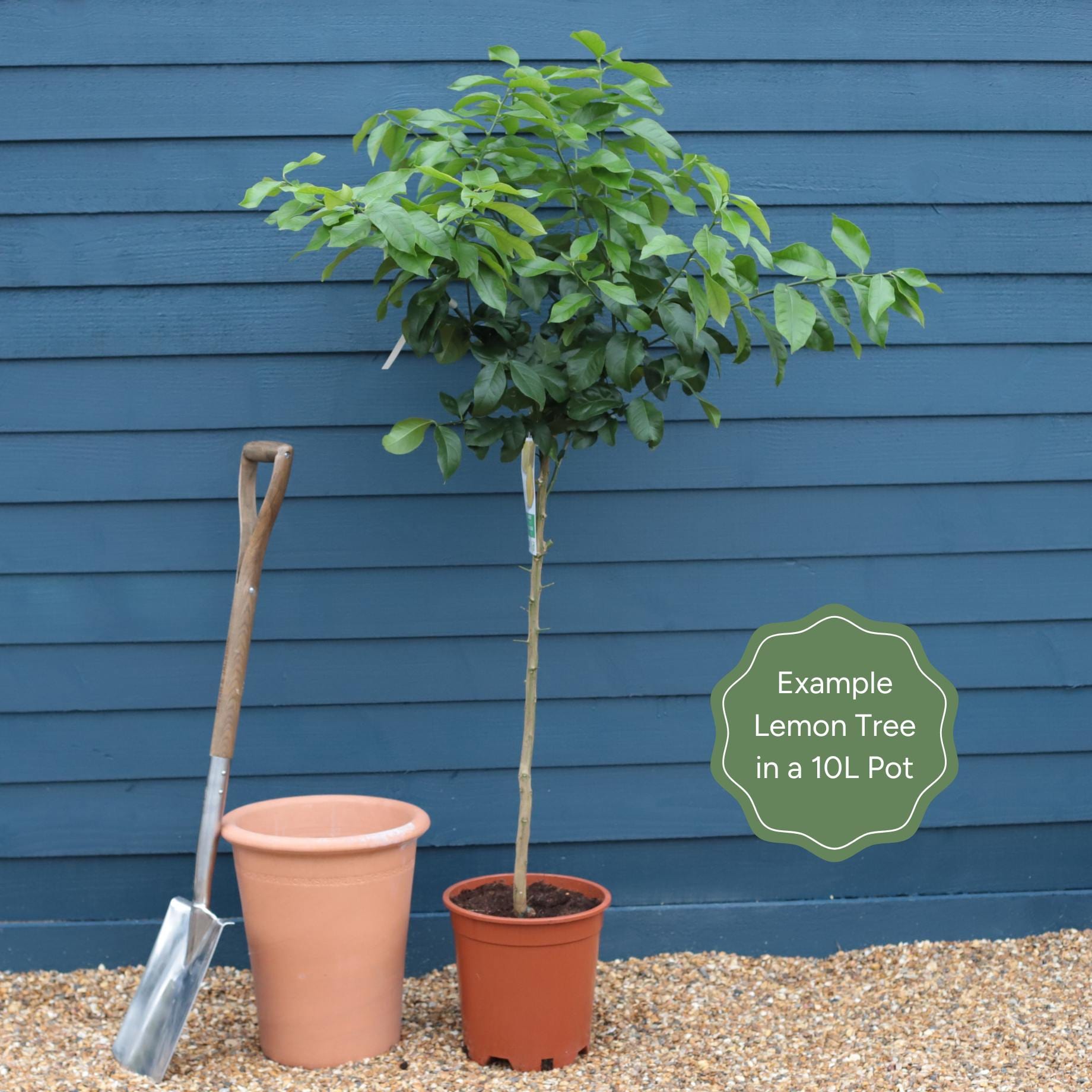 Patio Lemon purchase Trees for