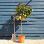 Grafted Patio Lemon Tree | 4 Seasons Lemon Trained Fruit Trees