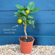 Grafted Patio Lemon Tree | 4 Seasons Lemon Trained Fruit Trees