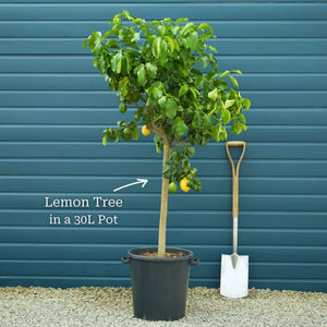 Grafted Patio Lemon Tree | 4 Seasons Lemon Mediterranean Fruit Trees
