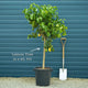 Grafted Patio Lemon Tree | 4 Seasons Lemon Mediterranean Fruit Trees