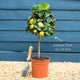 Grafted Patio Lemon Tree | 4 Seasons Lemon Trained Fruit Trees