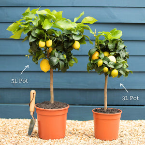 Grafted Patio Lemon Tree | 4 Seasons Lemon Trained Fruit Trees