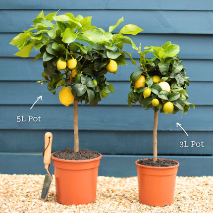 Grafted Patio Lemon Tree | 4 Seasons Lemon Trained Fruit Trees