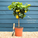 Grafted Patio Lemon Tree | 4 Seasons Lemon Trained Fruit Trees
