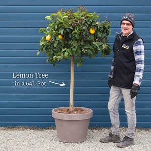 Grafted Patio Lemon Tree | 4 Seasons Lemon Mediterranean Fruit Trees