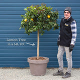 Grafted Patio Lemon Tree | 4 Seasons Lemon Mediterranean Fruit Trees