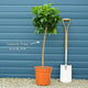 Meyer Lemon Tree | Citrus × limon Mediterranean Fruit Trees