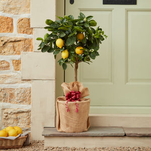 Lemon Tree Gift Gift Option