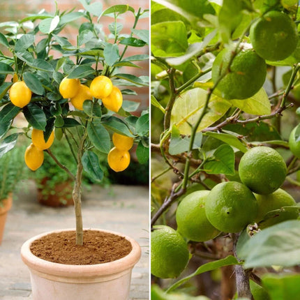 Lemon and Lime Trees | Perfect Partners Fruit Trees