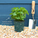 Lemon Balm Plant Vegetables