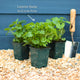 Lemon Balm Plant Vegetables