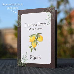 Lemon Tree Gift Gift Option