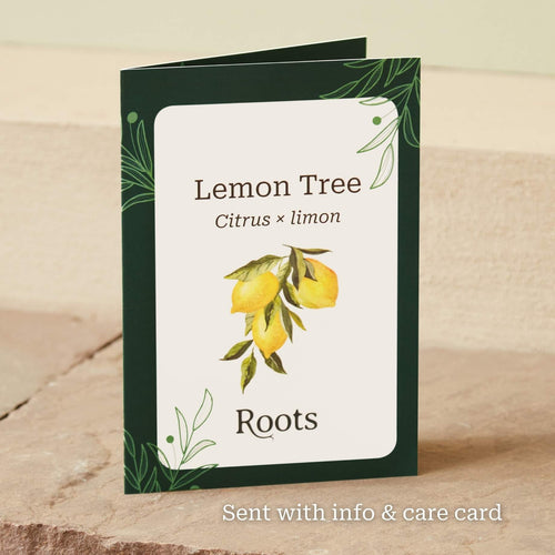 The Lemon Tree Gift Gift Option