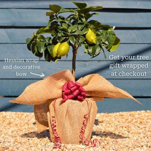 Grafted Patio Lemon Tree | 4 Seasons Lemon Trained Fruit Trees