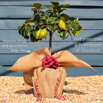 Grafted Patio Lemon Tree | 4 Seasons Lemon Trained Fruit Trees