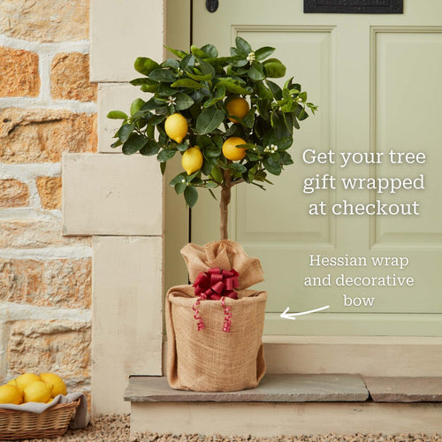 Grafted Patio Lemon Tree | 4 Seasons Lemon Mediterranean Fruit Trees