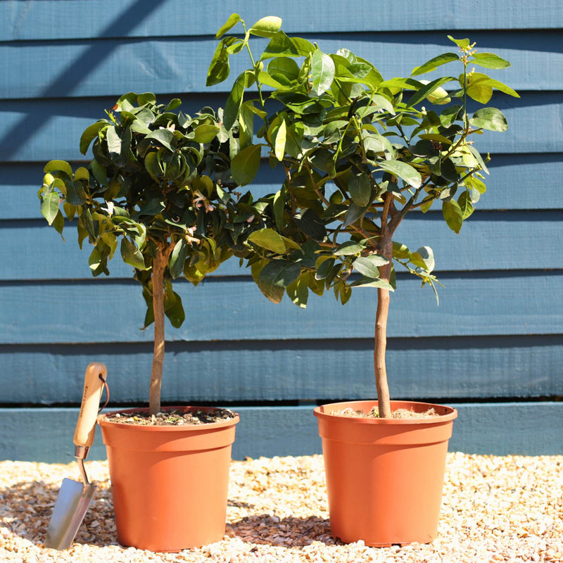 Lemon and Lime Trees | Perfect Partners Trained Fruit Trees