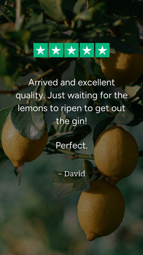 What do our customers think of their lemon trees?
