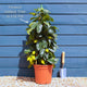 Grafted Patio Lemon Tree | 4 Seasons Lemon Trained Fruit Trees