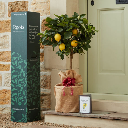 Lemon Tree Gift Gift Option