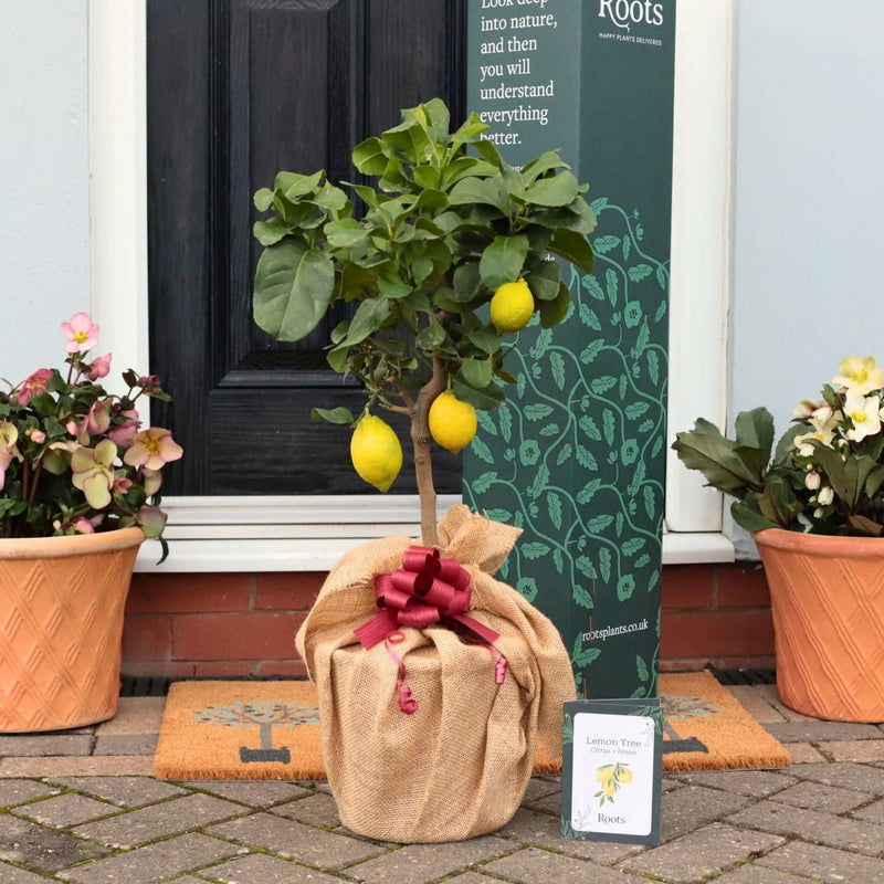 Lemon Tree Gift Gift Option