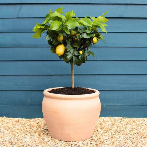 Handmade Frost-Resistant Terracotta Pot Add ons