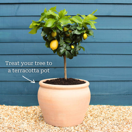 Grafted Patio Lemon Tree | 4 Seasons Lemon Trained Fruit Trees