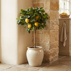 Grafted Patio Lemon Tree | 4 Seasons Lemon Mediterranean Fruit Trees