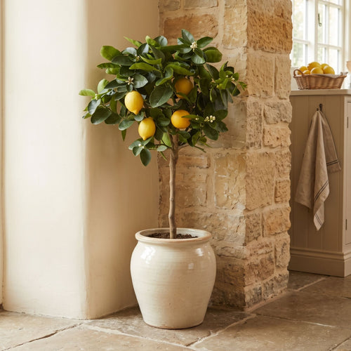 Grafted Patio Lemon Tree | 4 Seasons Lemon Mediterranean Fruit Trees