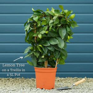 Grafted Patio Lemon Tree | 4 Seasons Lemon Mediterranean Fruit Trees
