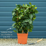 Grafted Patio Lemon Tree | 4 Seasons Lemon Mediterranean Fruit Trees