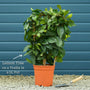 Grafted Patio Lemon Tree | 4 Seasons Lemon Mediterranean Fruit Trees