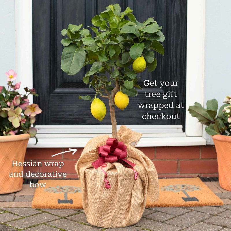 Grafted Patio Lemon Tree | 4 Seasons Lemon Mediterranean Fruit Trees