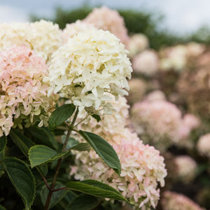 Hydrangea paniculata 'White Light' Shrubs