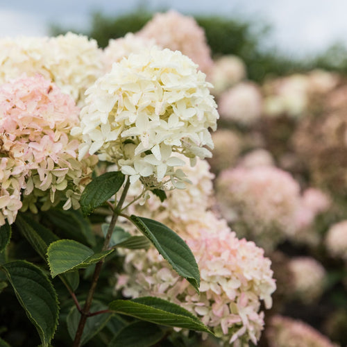 Hydrangea paniculata 'White Light' Shrubs