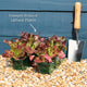 'Red Salad Bowl' Lettuce Plants Vegetables