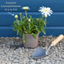 Leucanthemum 'Madonna' | Shasta Daisy Perennial Bedding