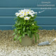 Leucanthemum 'Madonna' | Shasta Daisy Perennial Bedding